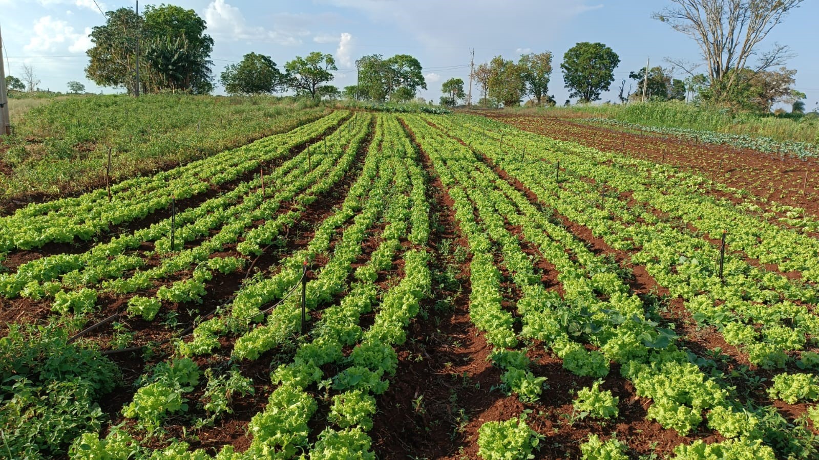 plantação_horta_cultivo