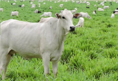 Frigorificos quem trazer carne bovina de MT