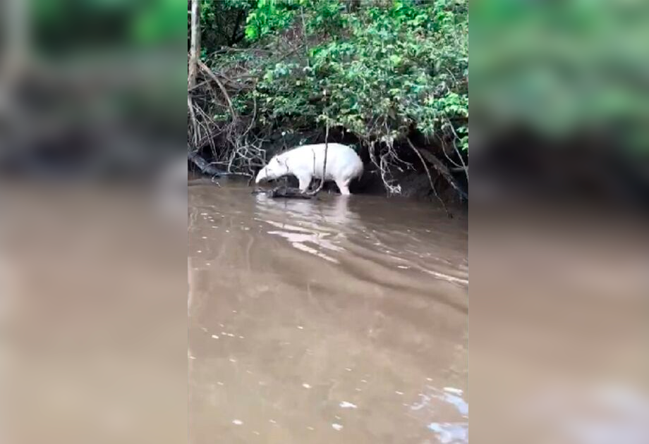 Animal raro é avistado a margem de rio