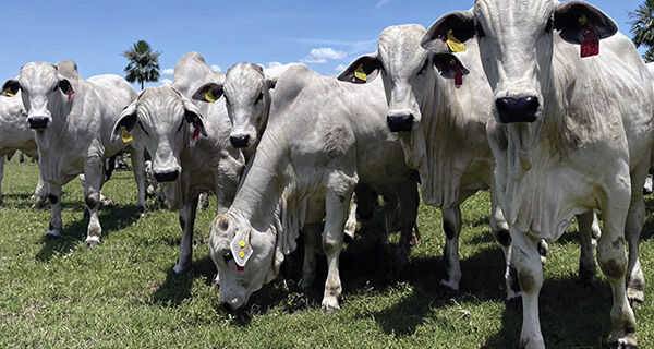 Oscilações de preços do boi e do bezerro preocupam pecuaristas