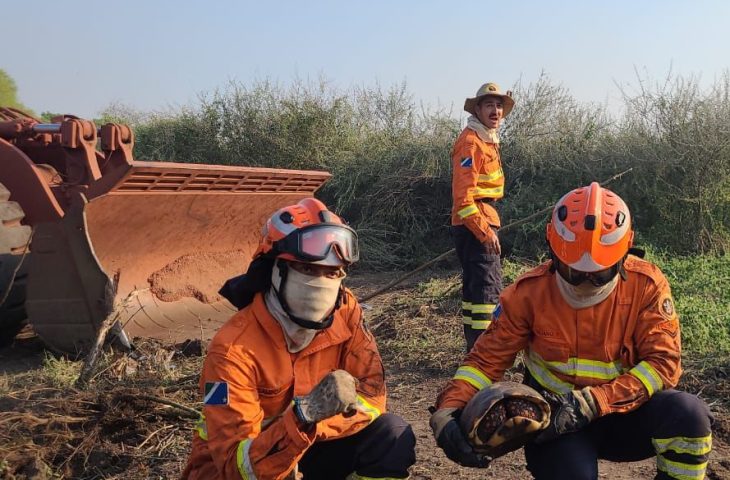Animais são as maiores vitimas das queimadas no Pantanal