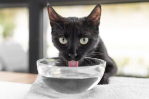 gatos_gato tomando água_calor