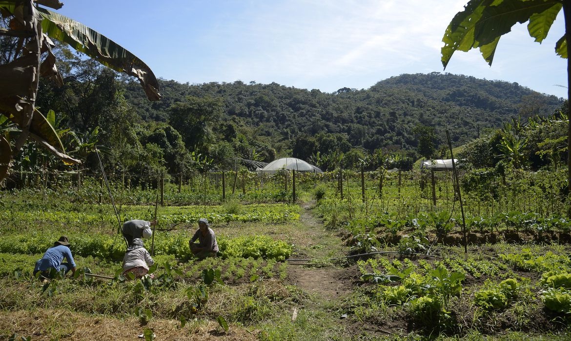 Foto: Horta na propriedade de Waldir Pollack em Paracatu de Baixo, distrito de Mariana, no local são cultivadas cerca de 40 variedades de hortaliças e legumes/Tomaz Silva