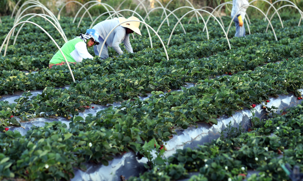 Ministros discutem ações emergenciais para reduzir impactos das queimadas na agricultura familiar