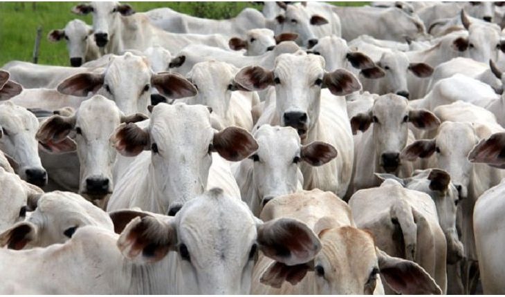 Foto:  Chico Ribeiro