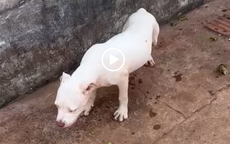 Foto: Filhote de pitbull foi encontrado no local sem água e comida para manter segurança das drogas/Depac/Reprodução