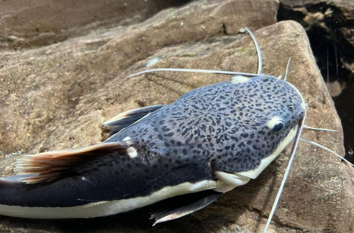Foto: Bioparque Pantanal
