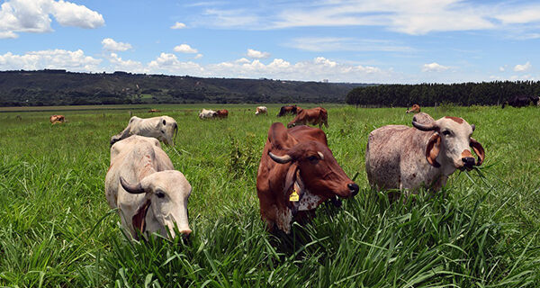 Prova de novilhas na Embrapa