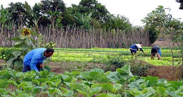 Plano Safra avança e incentiva busca pelo Pronaf