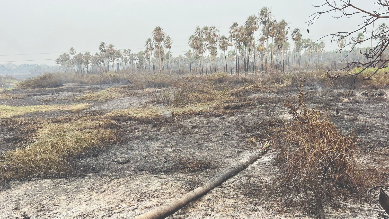 Foto: Divulgação/IHP
