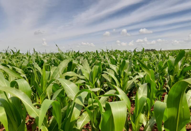 Redução de PIS/Cofins para produtos de milho tornará mercado mais competitivo frente a soja