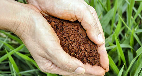 Bonco de amostras deve dar respaldo par agricultor brasileiro