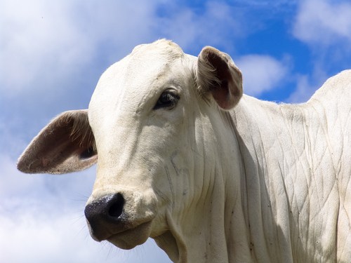 Foto: AFNR / Shutterstock.com