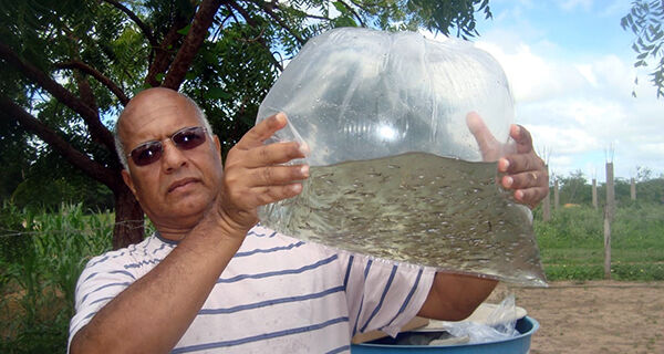 Peixe pode combater larvas do mosquito transmissor da dengue