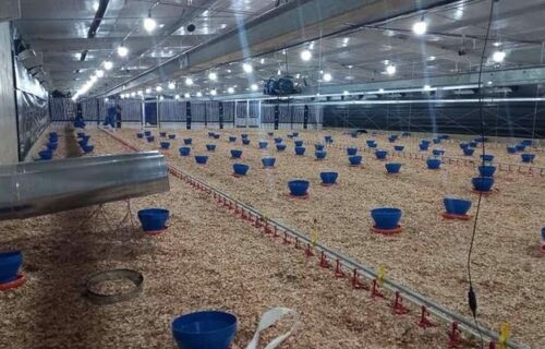 Avicultura de MS apresenta crescimento