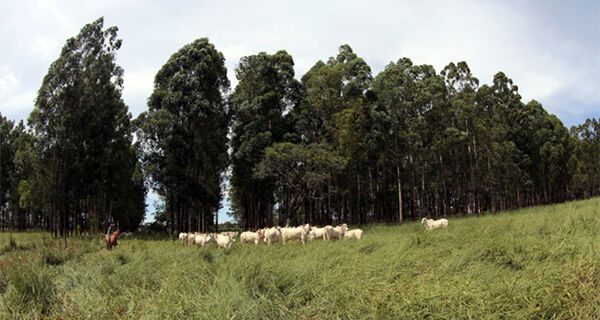G20 foca na sustentabilidade para a produção no campo