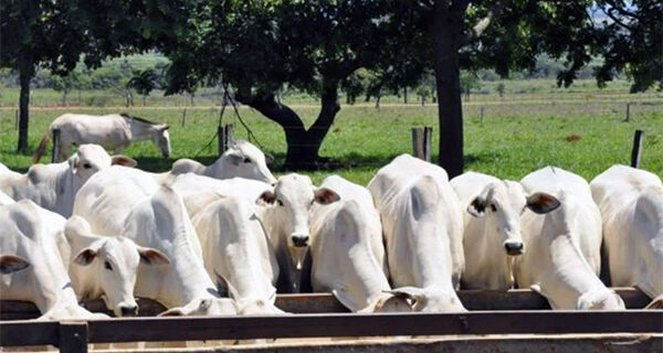 Pouca demanda já preocupa pecuaristas