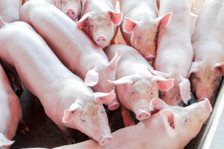 Rebanho de suínos cresce em MS enquanto bovinos e outras criações recuam em 2024