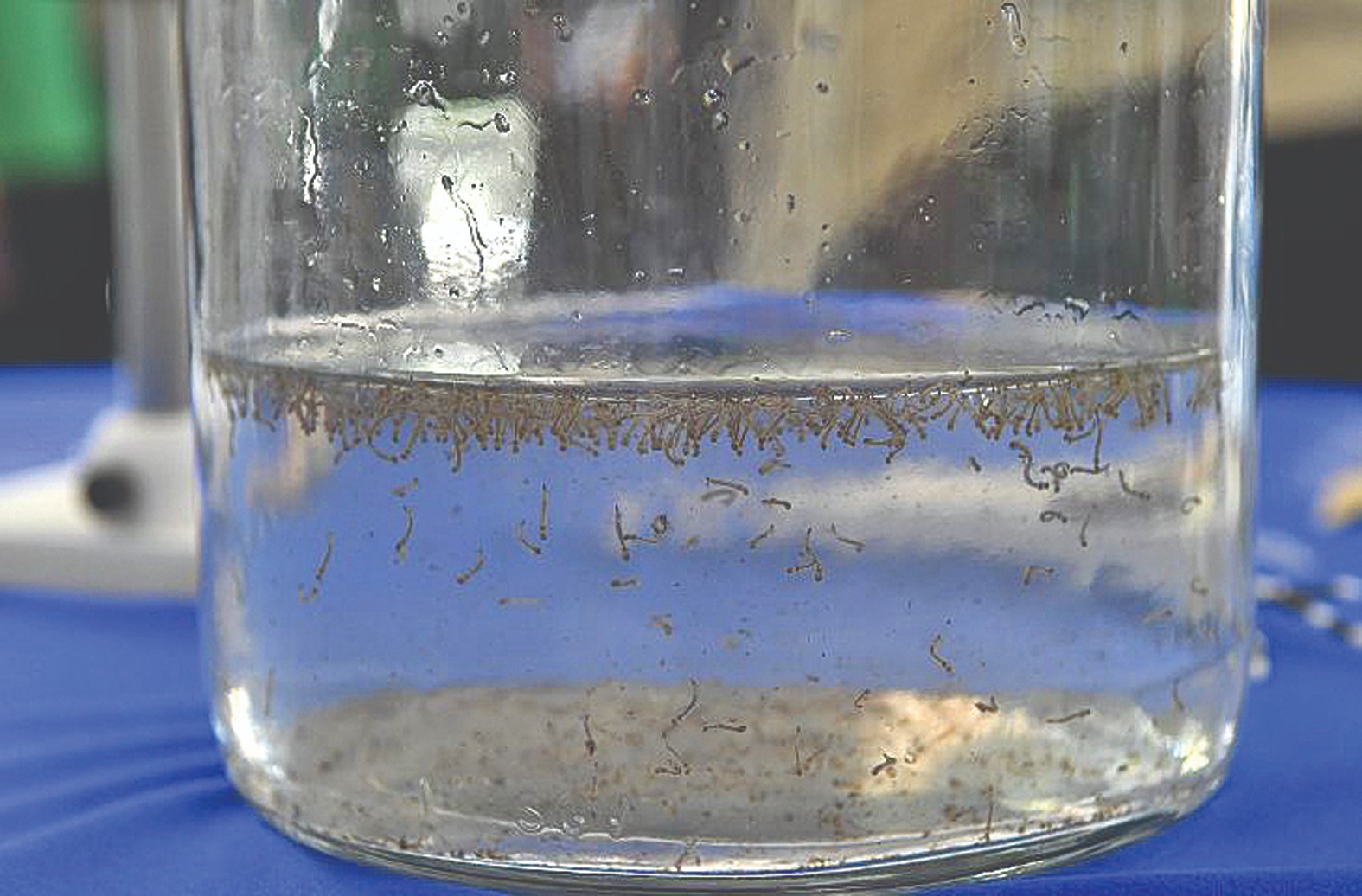 Números de casos em
investigação preocupa
especialistas sobre o
cenário real da doença ( Foto: Bruno Rezende)