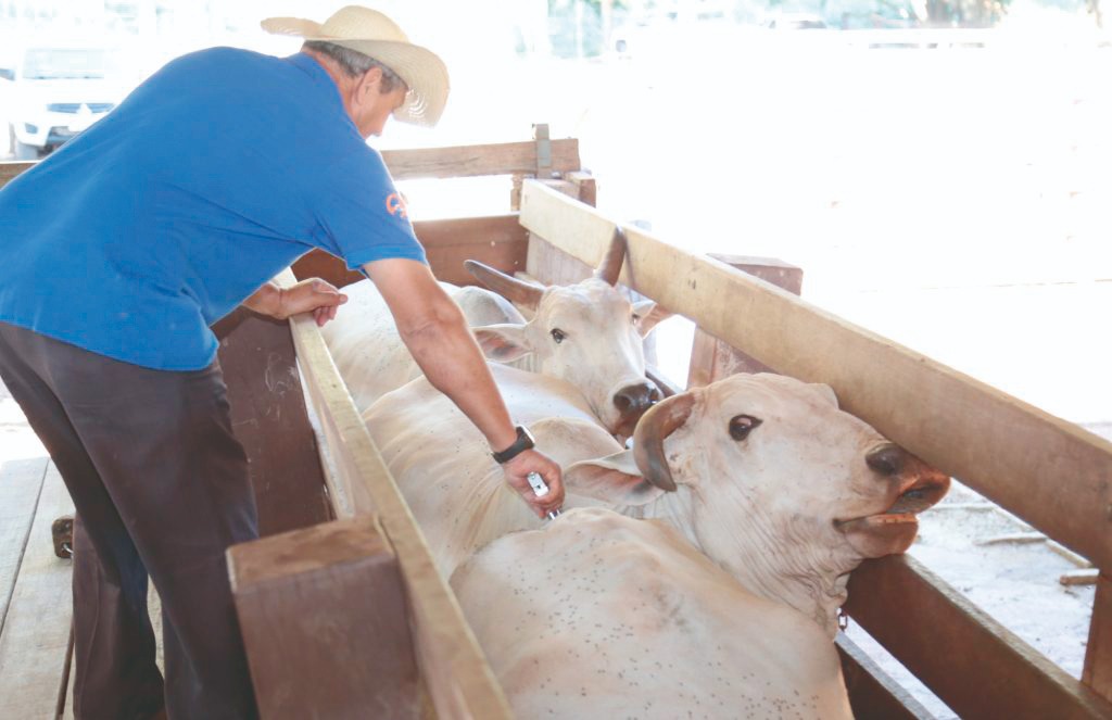 Criador de gado vacinando rebanho em fazenda de Mato Grosso do Sul - Foto: Governo de MS