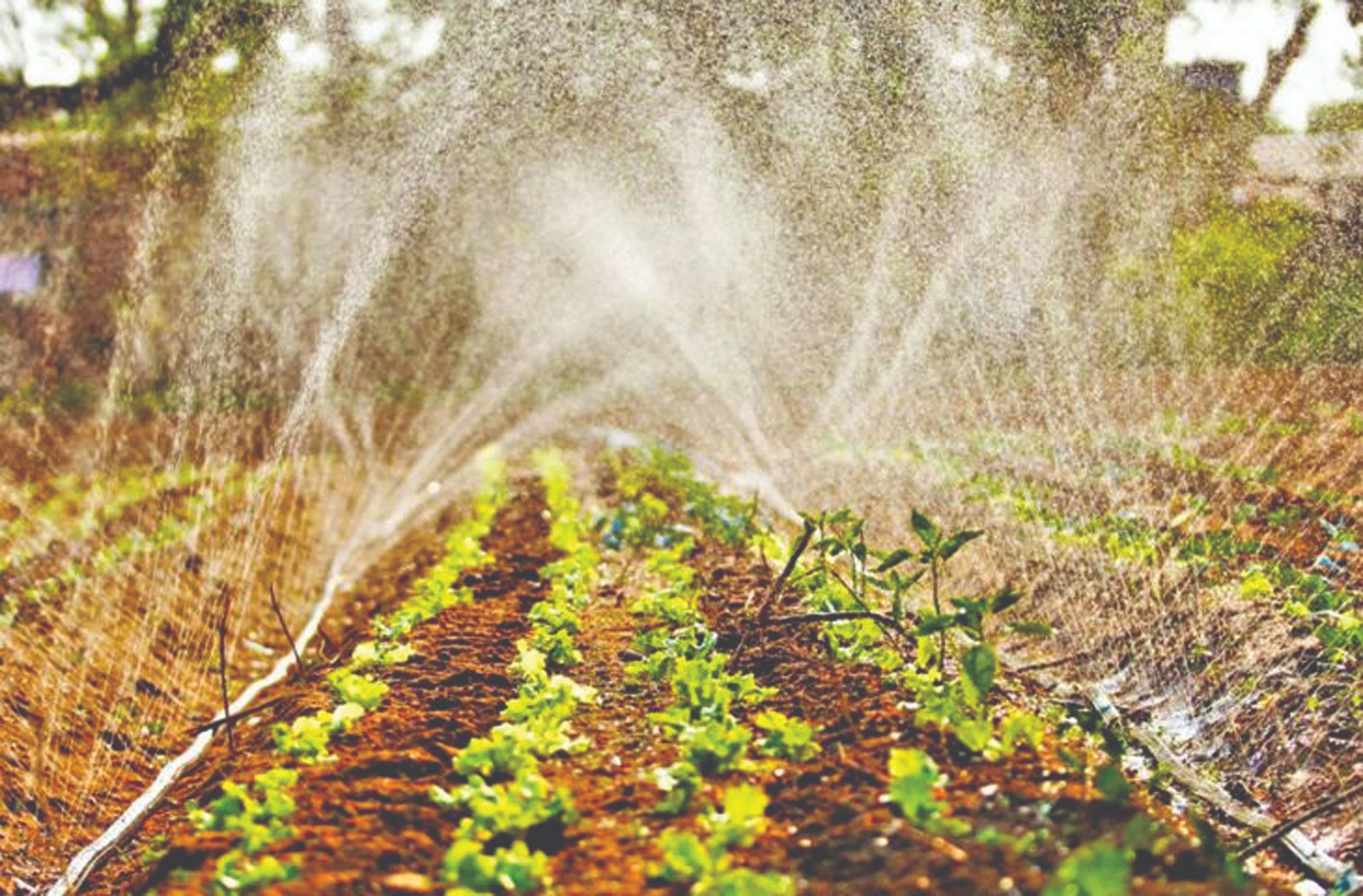 Foto: Divulgação/Governo de MS