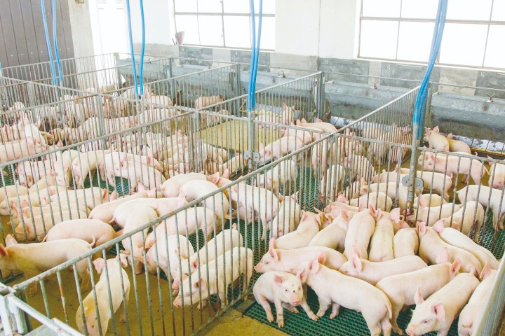 Produtores de suínos em MS, devem receber estímulos com parceria entre Brasil e Canadá