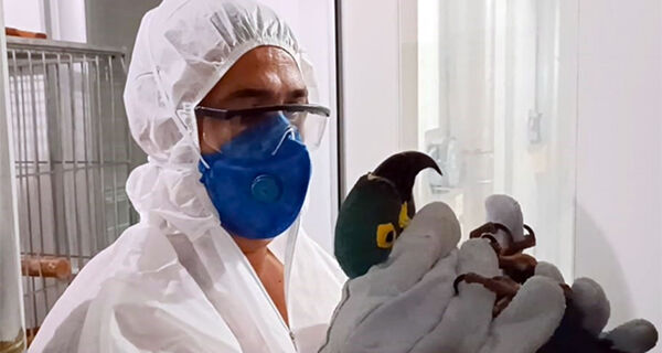 Araras estavan sendo levadas para África