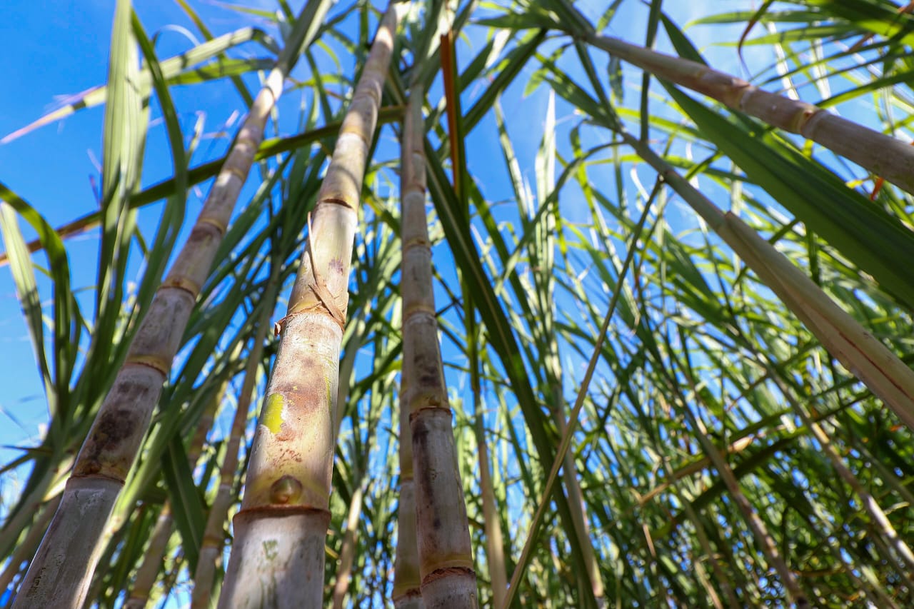 Foto: Álvaro Rezende
