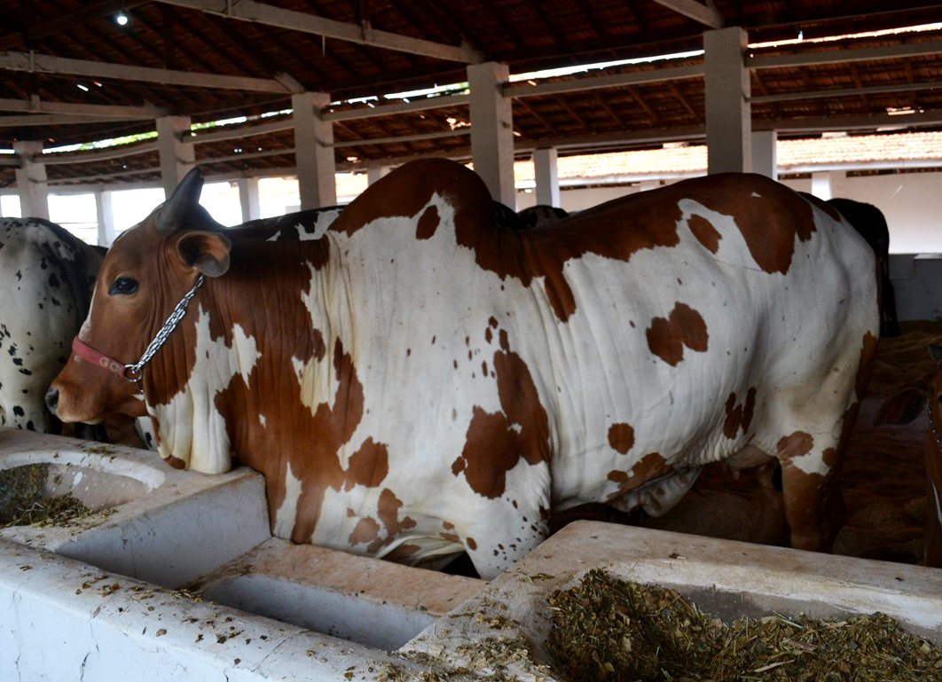 Foto: Divulgação/Acrissul