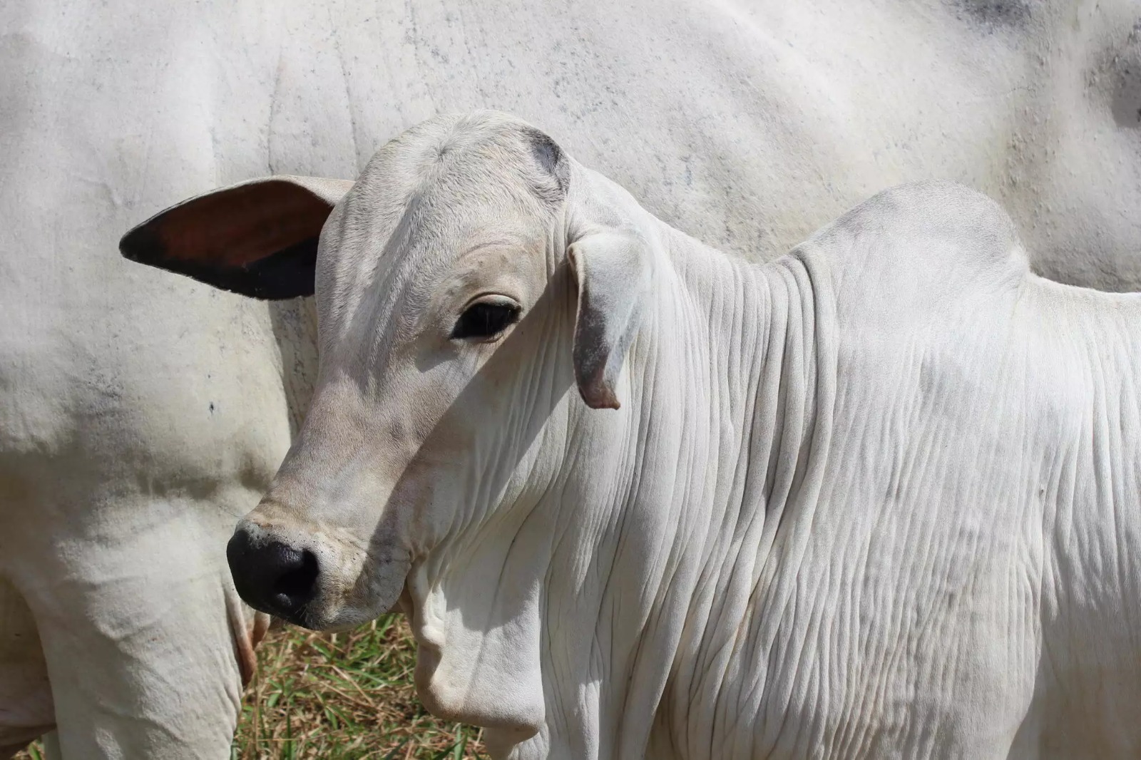 (Foto: Governo de MS)