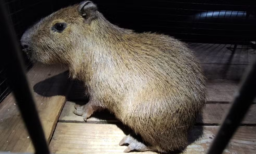 Filhote de capivara foi resgatado em boca de fumo de Dourados - Foto: PMA/ Reprodução