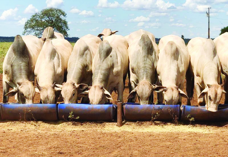 Brasil bate recorde na produção pecuária e exportação de carnes em 2024