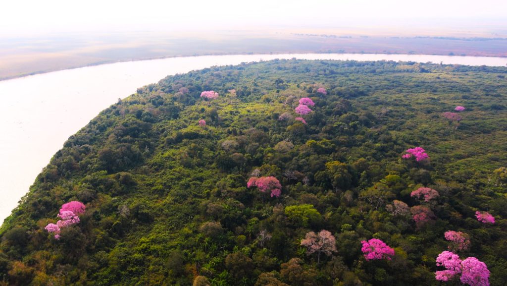 No mês de maio, Pantanal e Cerrado registram queda no desmatamento