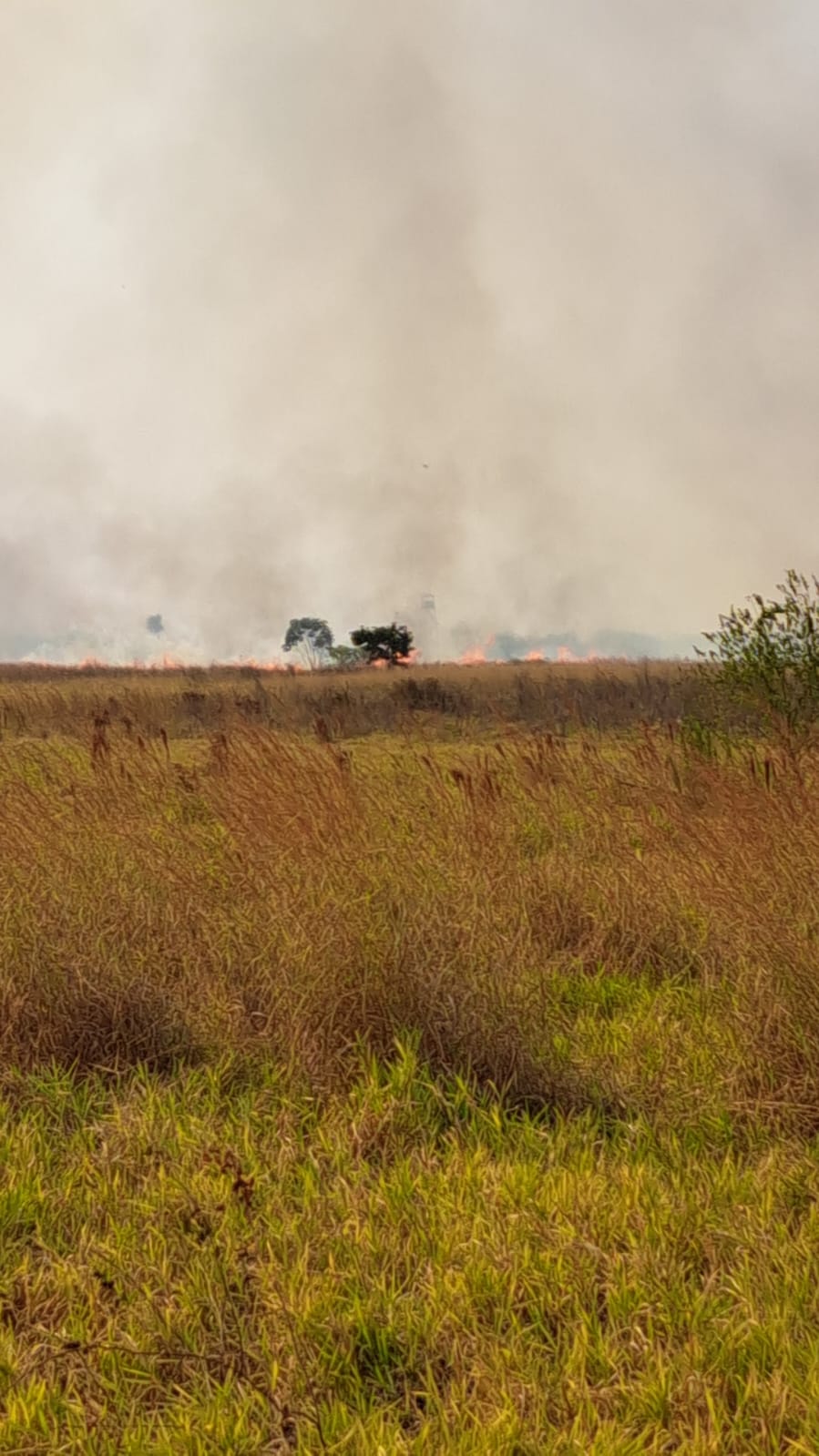 Incêndio próximo a residenciais atinge vegetação na base áerea de Campo Grande