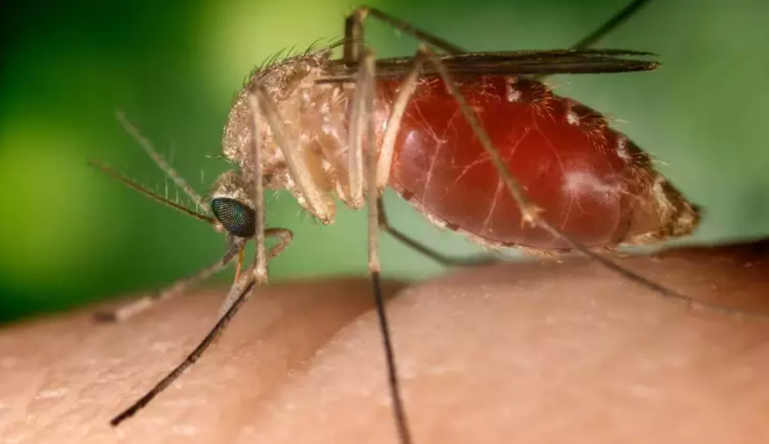 Brasil registra pela primeira vez na história mortes por febre oropouche