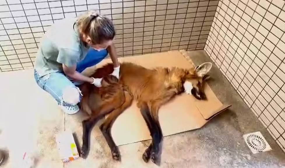 Lobo-guará está no Cras, em Campo Grande - Foto: PMA/Reprodução