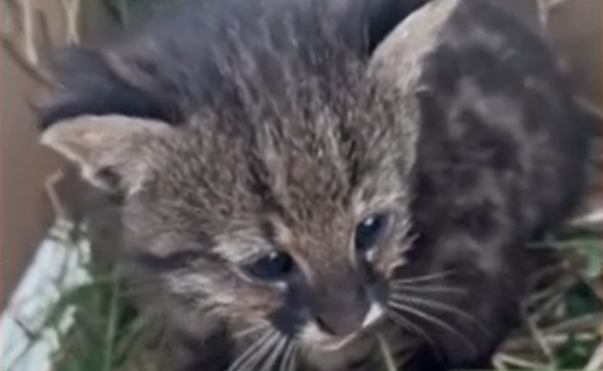Filhotes de gato-palheiro são resgatados de incêndios no Pantanal, em Miranda (MS)