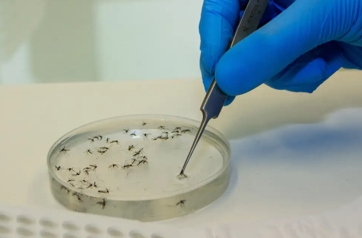 Foto: Flávio Carvalho/WMP Brasil/Fiocruz