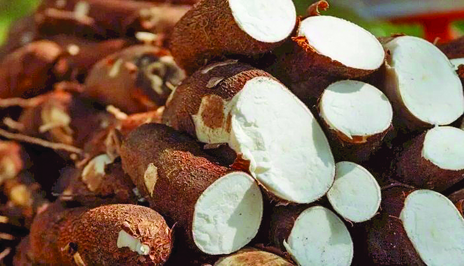 Foto: Divulgação/Abam