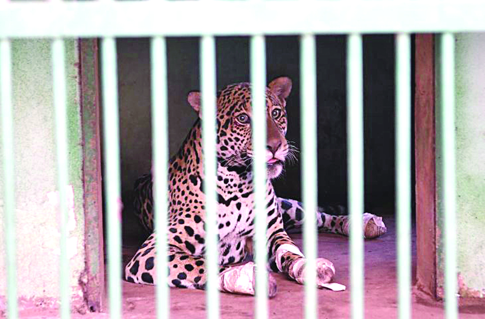 Onças passam por
exames e seguem
em atendimento no
Hospital Ayty do Imasul (Foto: Reprodução)
