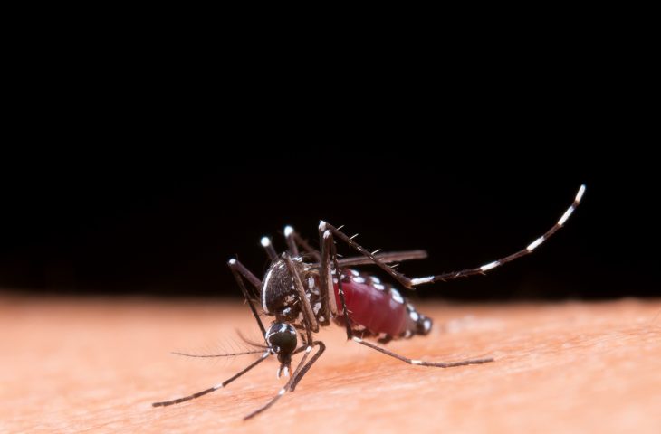 Boletim Epidemiológico: MS registra 15.351 casos confirmados de dengue