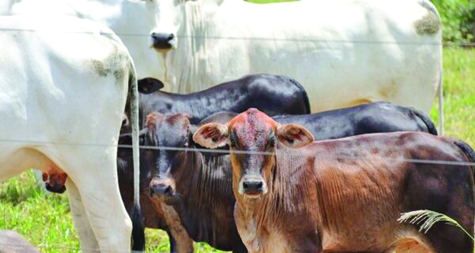 Bezerro de Mato Grosso do Sul sinaliza recuperação, com alta mensal de 2,3% em agosto