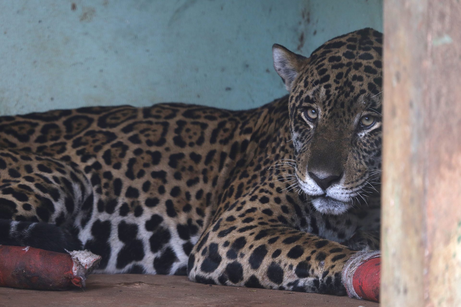 Morre onça-pintada resgatada com as quatro patas queimadas em incêndios no Pantanal