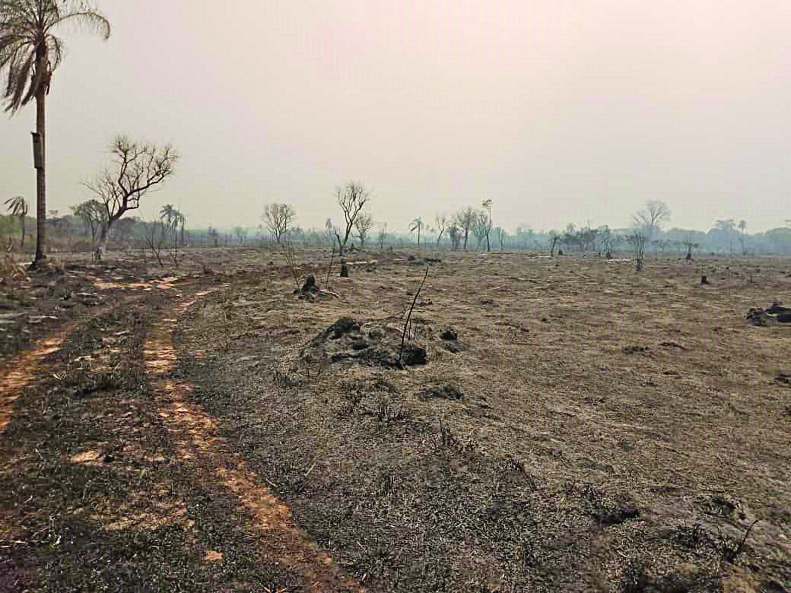 Agropecuaristas propõem parceria para salvar Parque Estadual do Rio Ivinhema