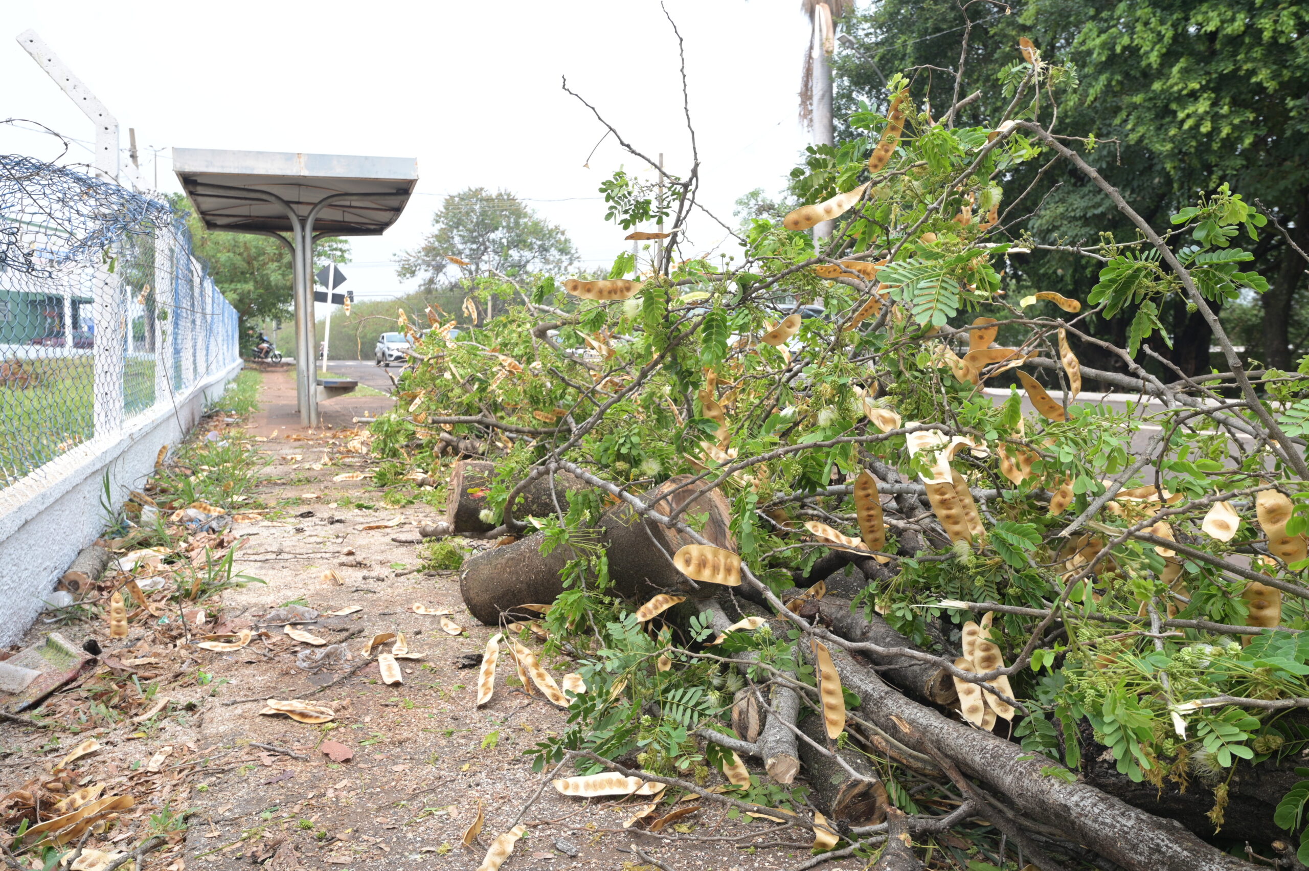 Queda de árvore na Av. Ernesto Geisel - Foto: Nilson Figueiredo