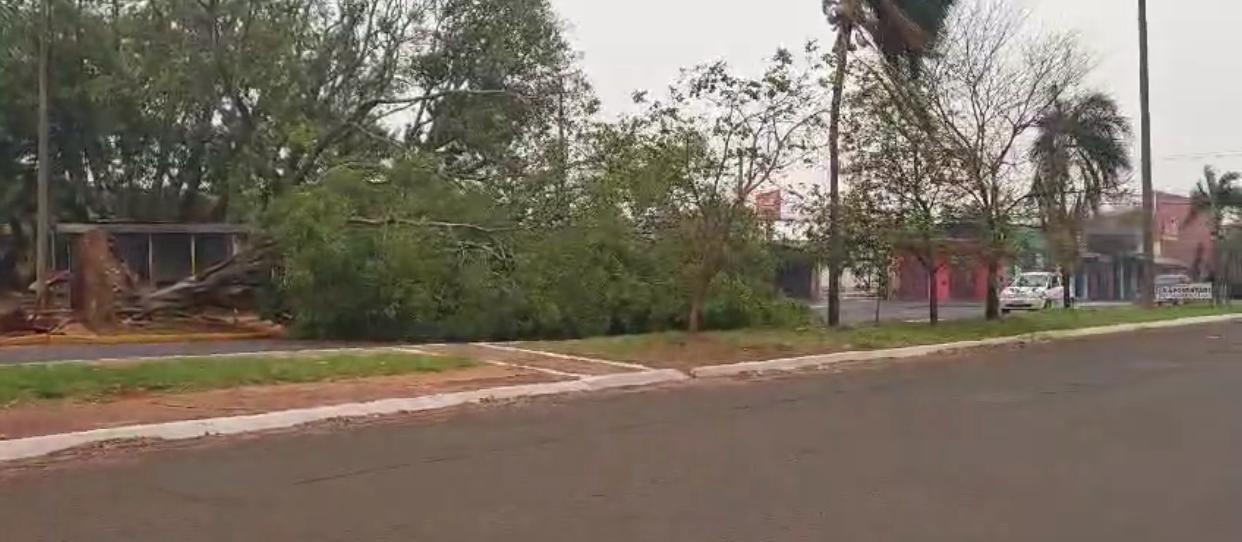 Ventania derruba árvore de grande porte na Avenida Manoel da Costa Lima