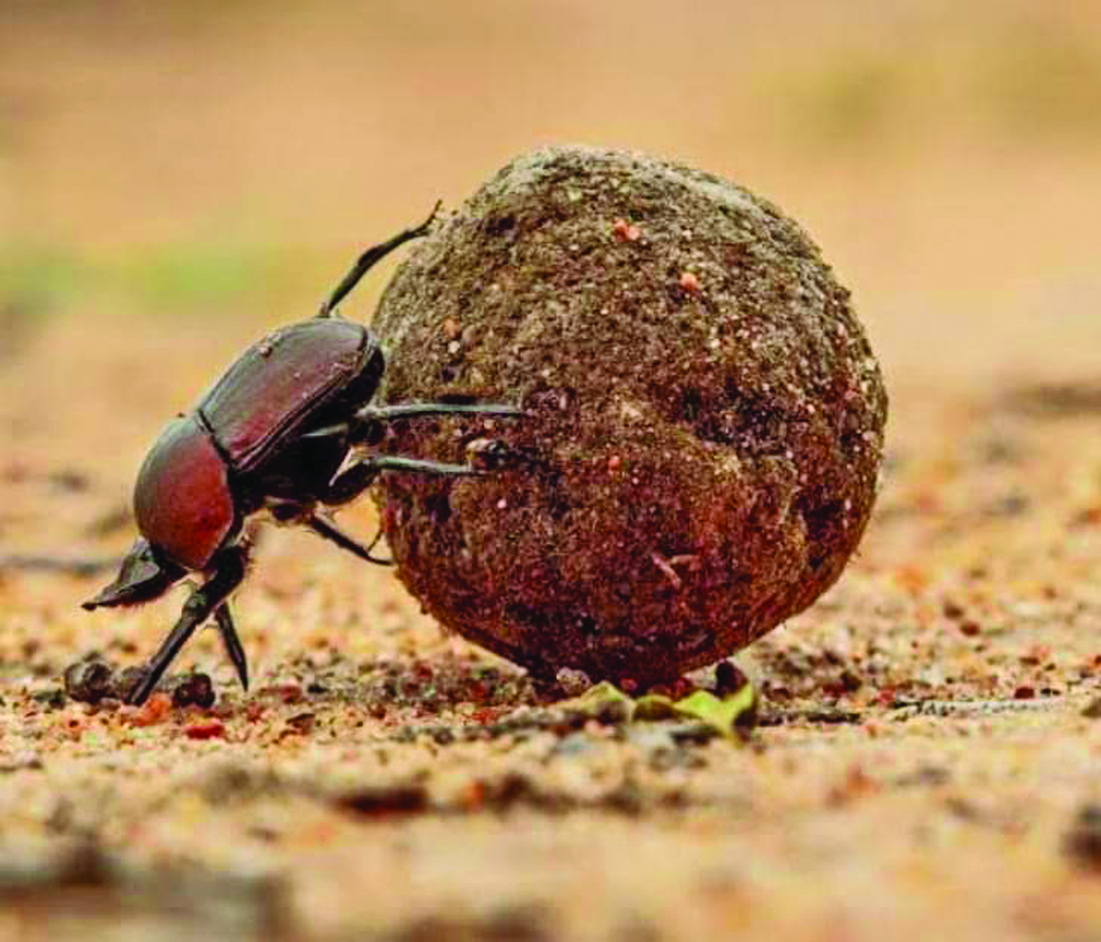 Uso do besouro de esterco reflete em ganhos econômicos para agricultura de MS