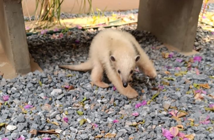 Foto: Divulgação/PMA