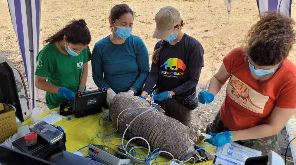 O material foi coletado para aprofundar os estudos sobre a reprodução de machos de tatu-canastra em vida livre — Foto: ICAS/Reprodução