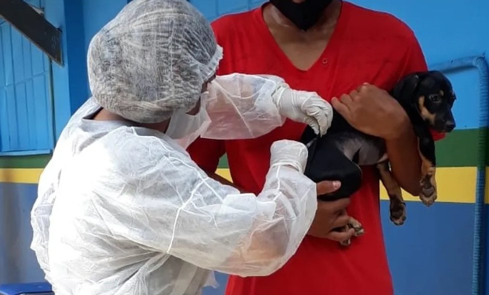 Vacina contra raiva; cachorro vacinação raiva animal — Foto: Wesley Pontes